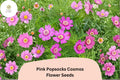 200 Pink Popsocks Cosmos Seeds - Double Blooms for Planting