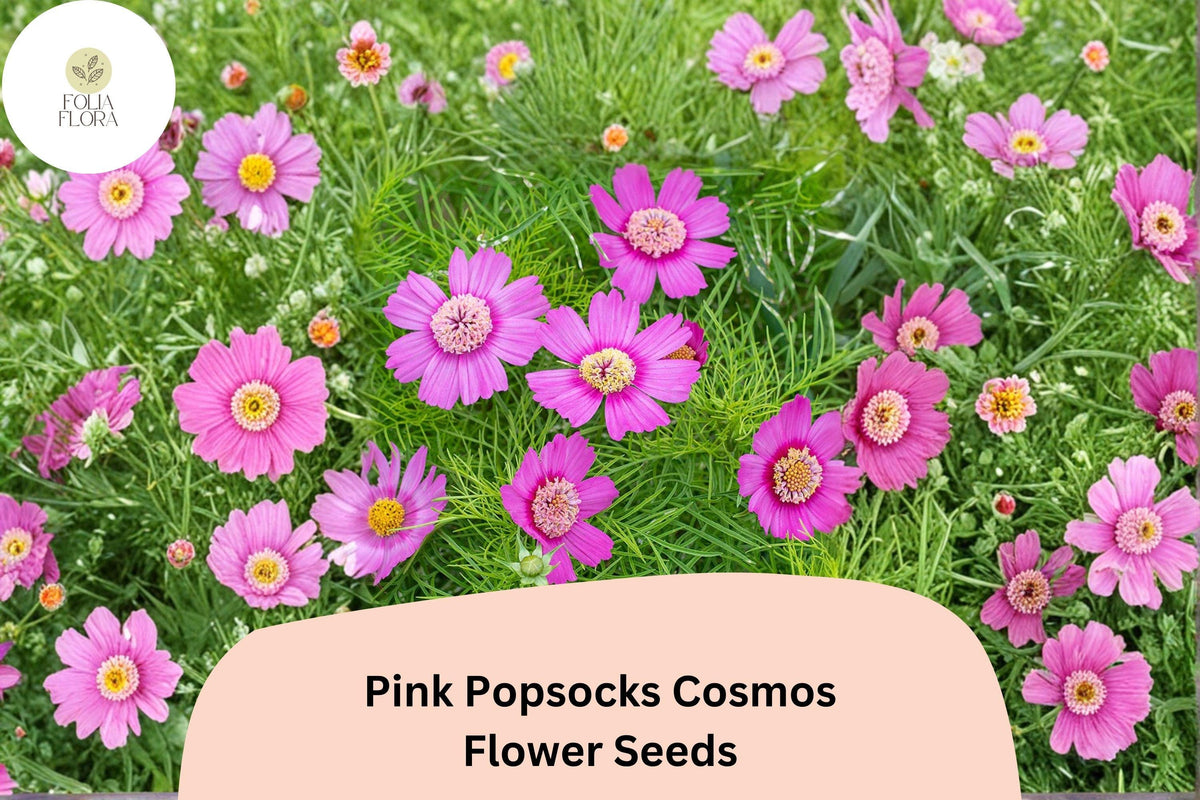 200 Pink Popsocks Cosmos Seeds - Double Blooms for Planting