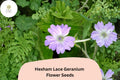25 Hexham Lace Geranium Seeds – Delicate Purple Perennial Flower