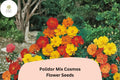 200 Polidor Mix Cosmos Seeds - Orange, Red & Yellow Garden Flowers