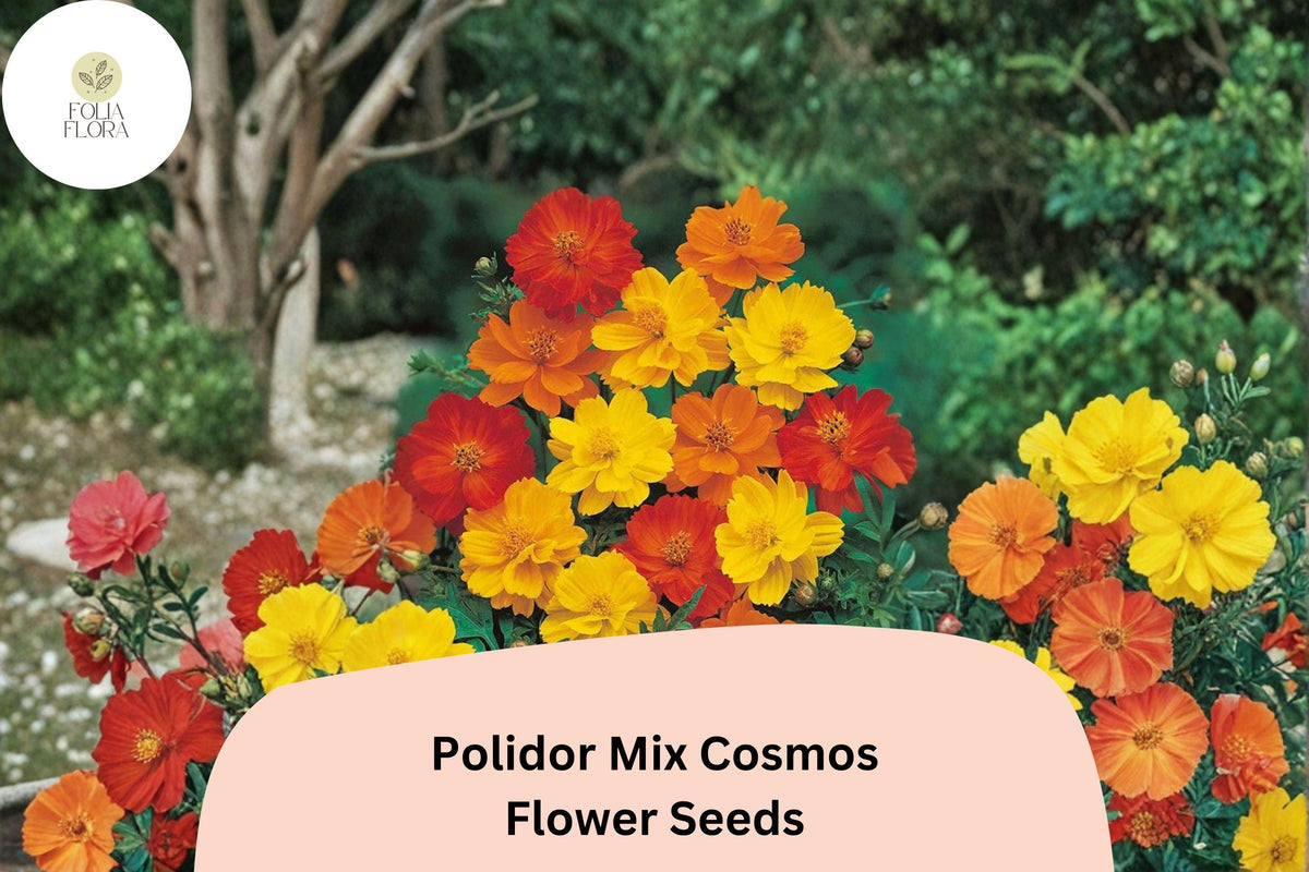 200 Polidor Mix Cosmos Seeds - Orange, Red & Yellow Garden Flowers