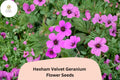 25 Hexham Velvet Geranium Seeds – Rich Purple Hardy Perennial Flower for Garden Planting