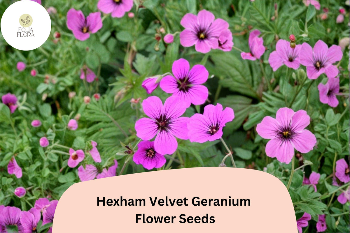 25 Hexham Velvet Geranium Seeds – Rich Purple Hardy Perennial Flower for Garden Planting