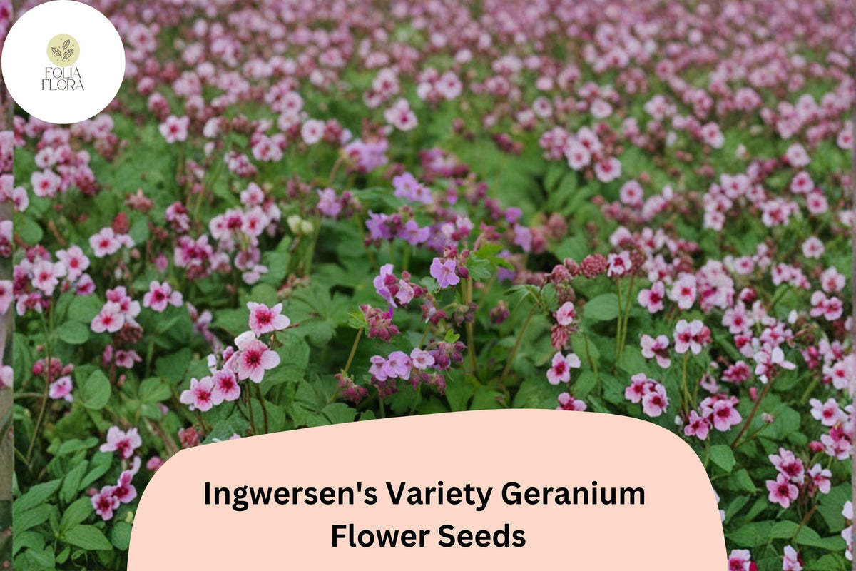 25 Ingwersen's Geranium Seeds - Pink Star-Like Blooms, Hardy Perennial