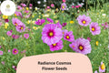 200 Radiance Cosmos Seeds – Pink Magenta Garden Flower