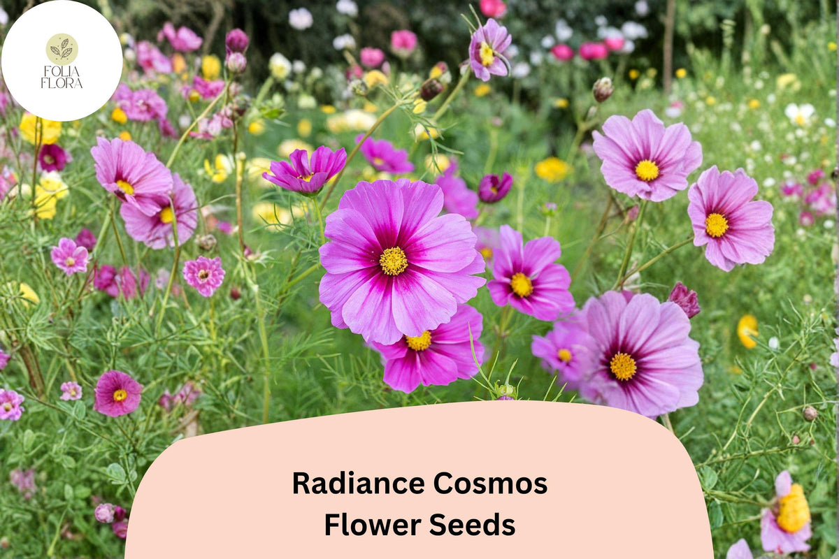 200 Radiance Cosmos Seeds – Pink Magenta Garden Flower