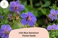25 Irish Blue Geranium Seeds - Vibrant Perennial Flower