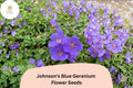 25 Johnson's Blue Geranium Seeds – Hardy Perennial Purple Flowers for Garden Planting