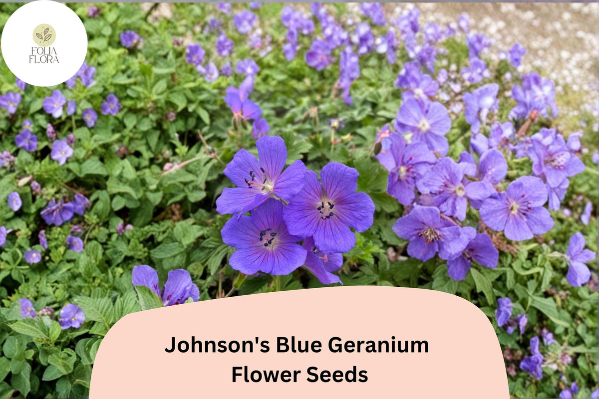 25 Johnson's Blue Geranium Seeds – Hardy Perennial Purple Flowers for Garden Planting