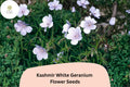 25 Kashmir White Geranium Seeds – Pure White Flowers, Hardy Perennial