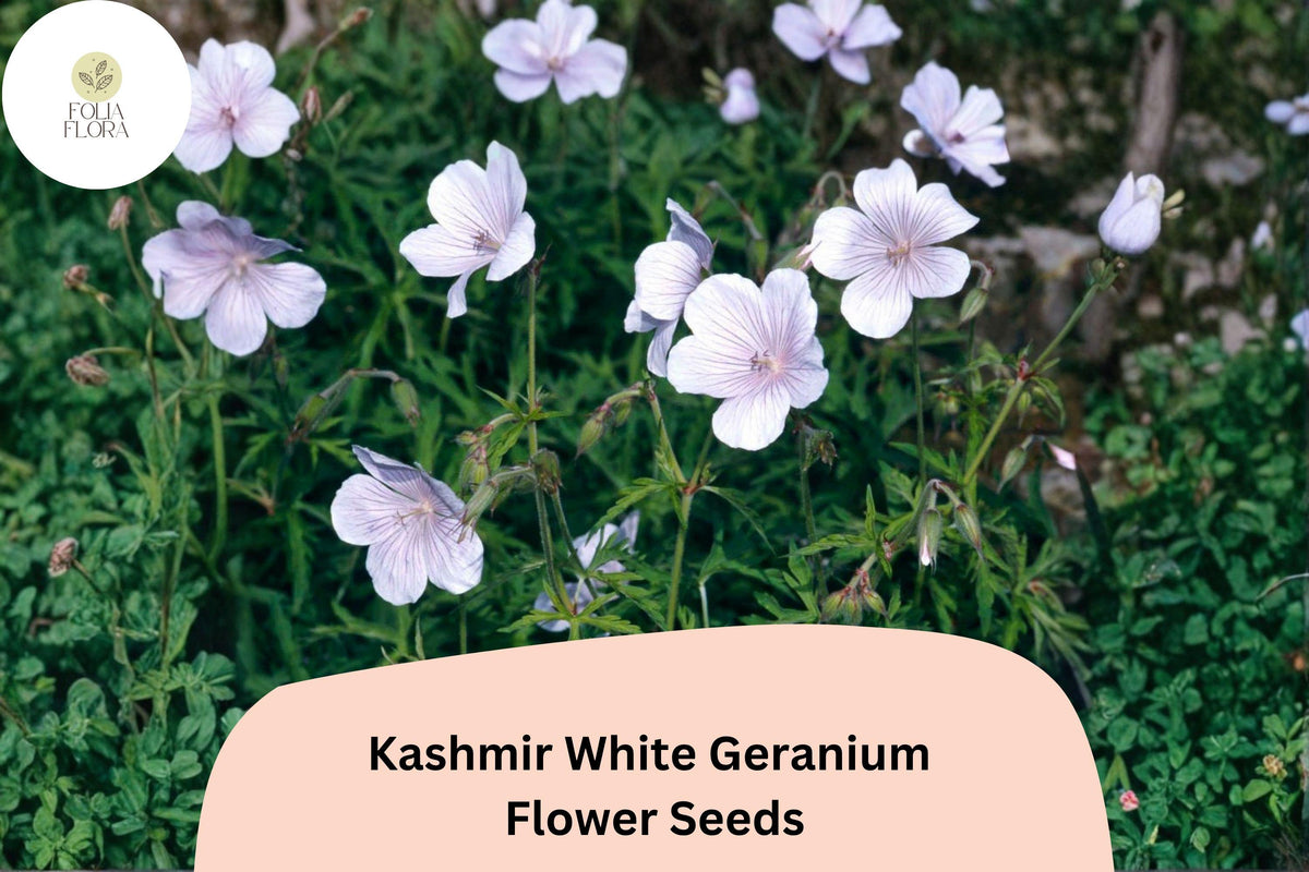 25 Kashmir White Geranium Seeds – Pure White Flowers, Hardy Perennial