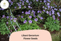25 Libani Geranium Seeds – Purple Flowers, Hardy Perennial for Garden Planting