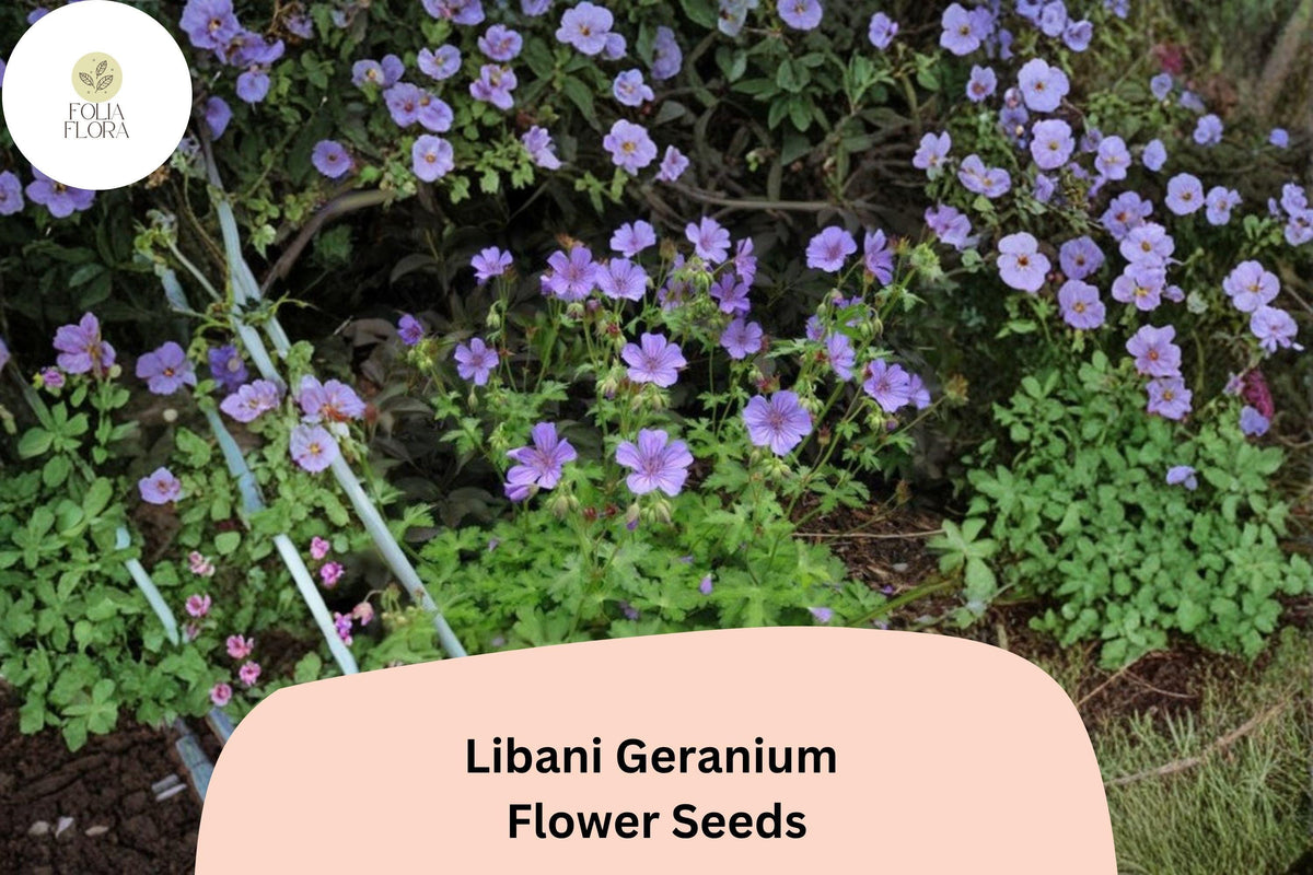 25 Libani Geranium Seeds – Purple Flowers, Hardy Perennial for Garden Planting