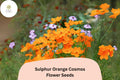 200 Sulphur Orange Cosmos Seeds for Planting | Vibrant Pollinator Garden Flowers