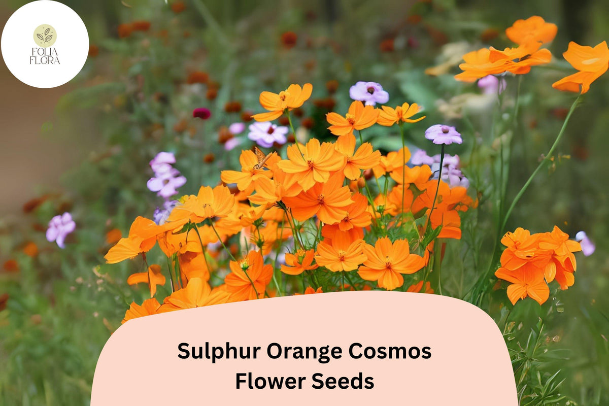 200 Sulphur Orange Cosmos Seeds for Planting | Vibrant Pollinator Garden Flowers