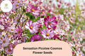 200 Picotee Cosmos Seeds - White Flowers with Pink Edges