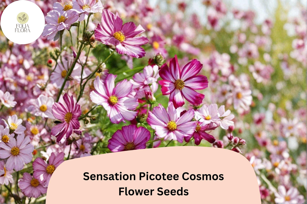 200 Picotee Cosmos Seeds - White Flowers with Pink Edges