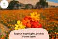 200 Sulphur Cosmos Seeds - Bright Lights Orange, Yellow & Red Blooms