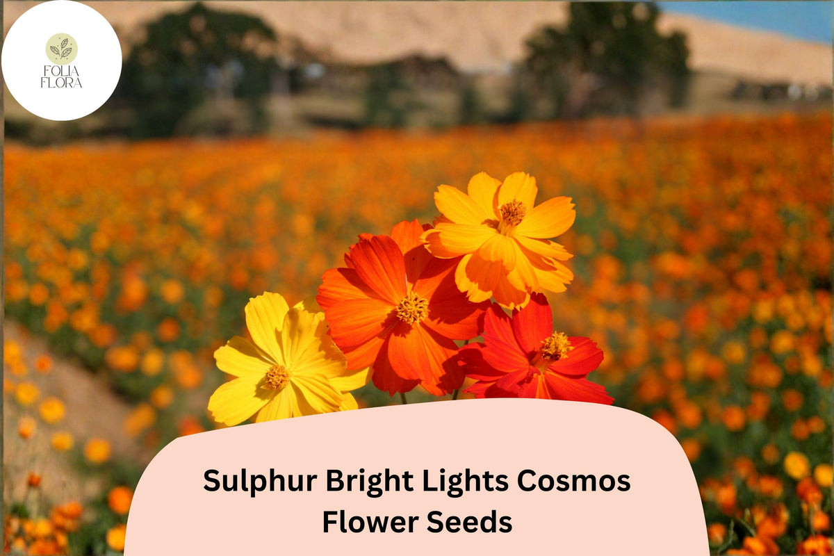 200 Sulphur Cosmos Seeds - Bright Lights Orange, Yellow & Red Blooms