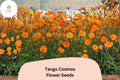 Tango Cosmos Seeds – 200 Fiery Orange Blooms, Hardy Annual