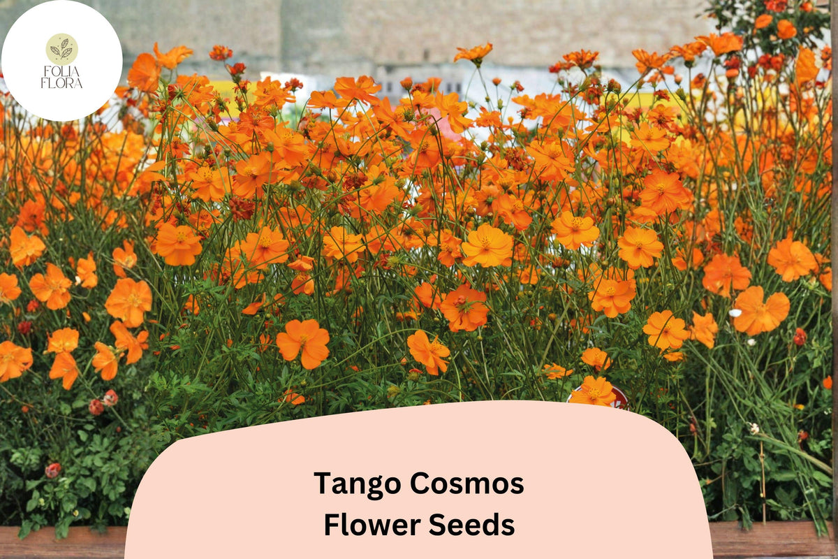 Tango Cosmos Seeds – 200 Fiery Orange Blooms, Hardy Annual