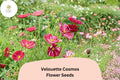Velouette Cosmos Seeds – 200 Red & White Striped Blooms for Planting
