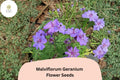 25 Malviflorum Geranium Seeds – Purple Flowers, Hardy Perennial for Garden Planting