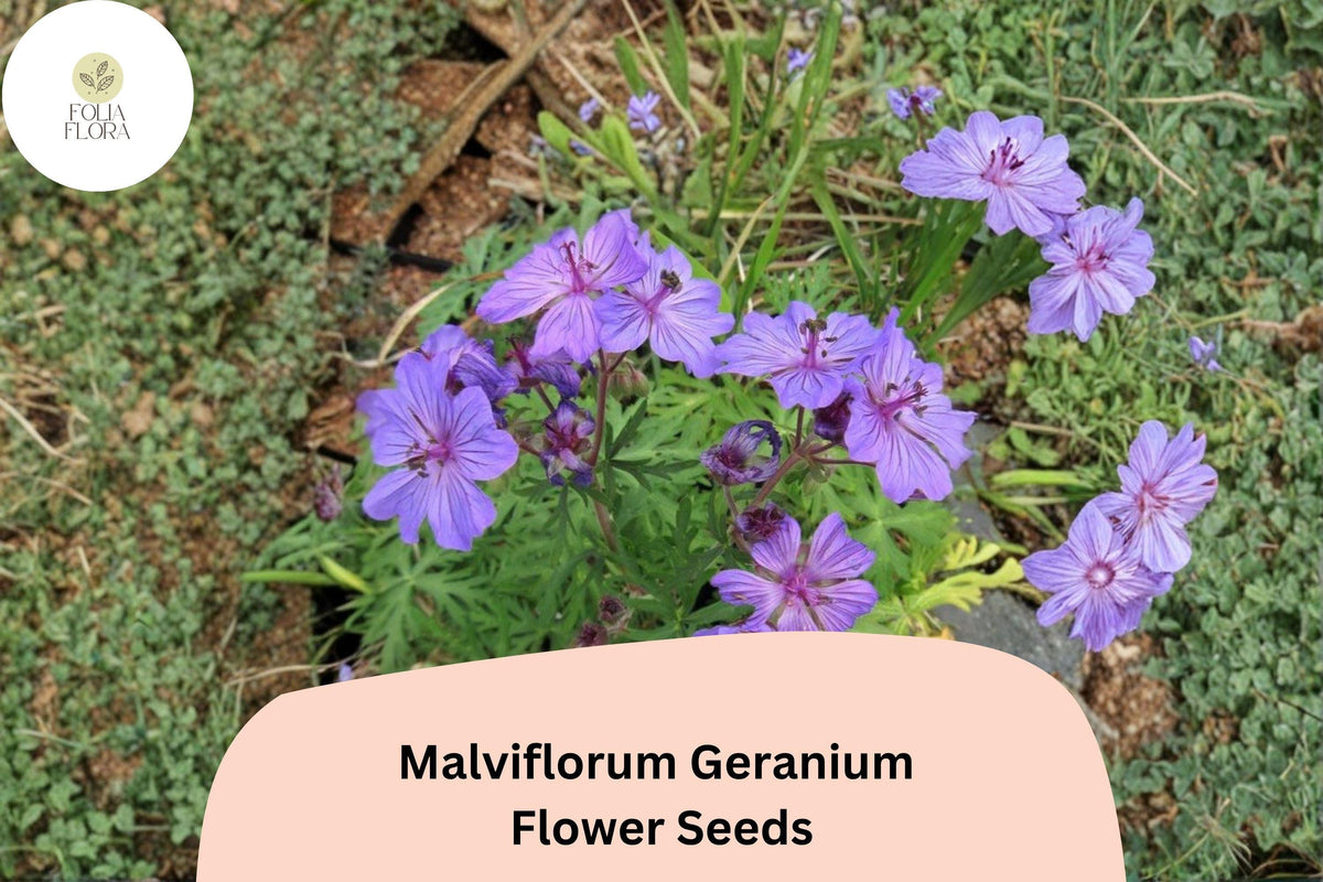 25 Malviflorum Geranium Seeds – Purple Flowers, Hardy Perennial for Garden Planting