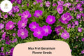 25 Max Frei Geranium Seeds – Bloody Cranesbill Hardy Perennial Purple Flowers