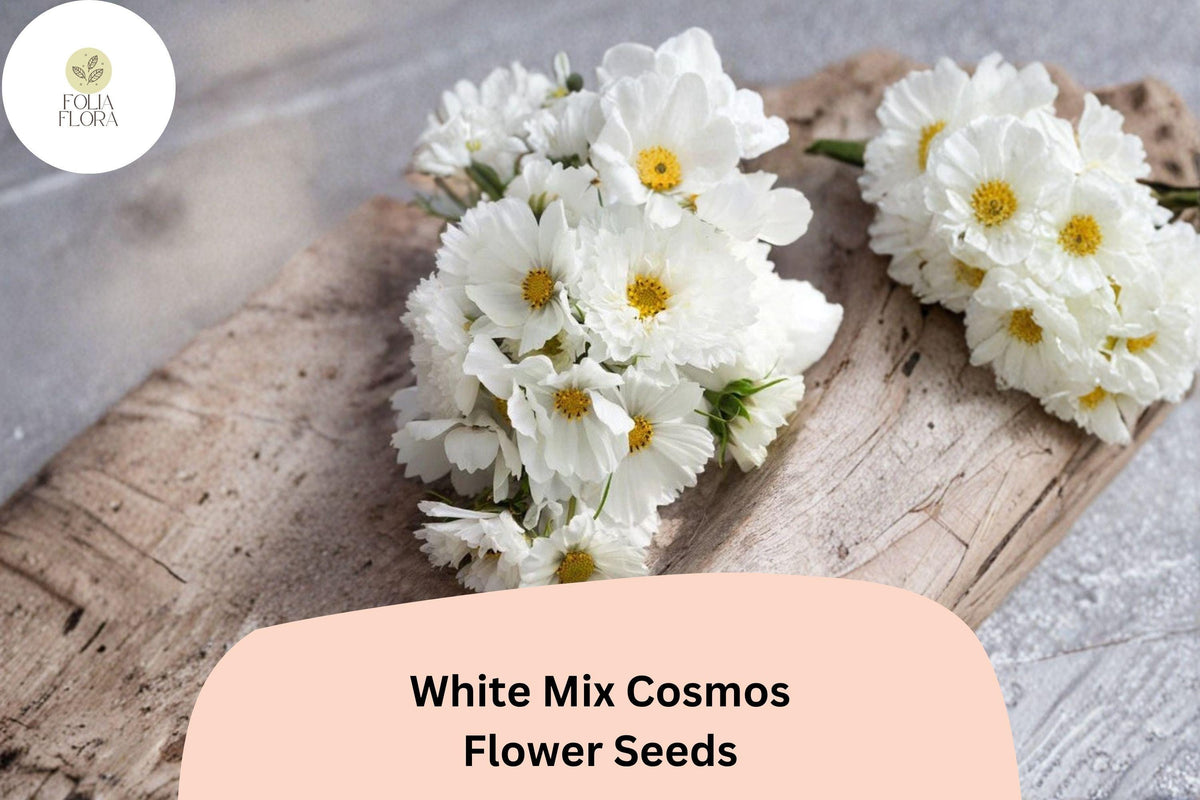 White Cosmos Seeds - 200 Pure White Blooms, Easy-Grow
