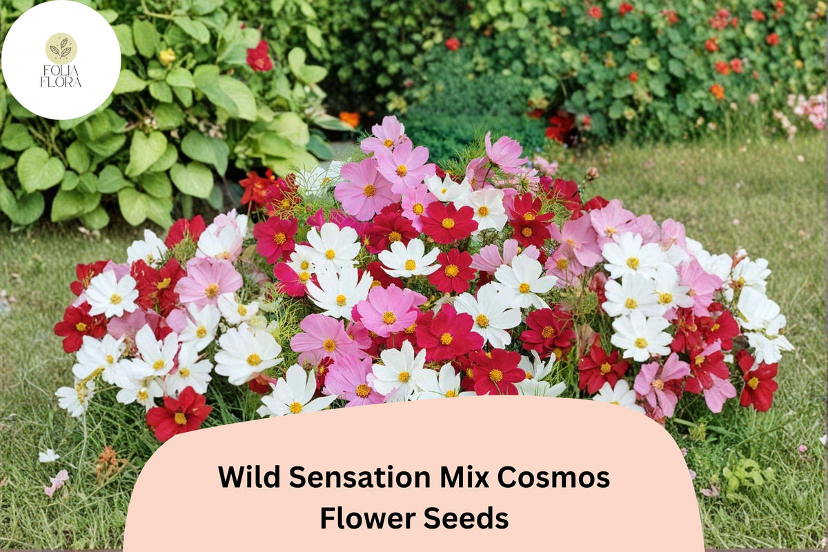 200 Wild Sensation Cosmos Seeds - Colorful Wildflower Blend for Planting