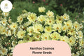 200 Xanthos Cosmos Seeds - Pale Yellow Flowers for Pollinator Gardens