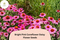200 Bright Pink Coneflower Daisy Seeds - Echinacea purpurea Hardy Perennial for Pollinator Gardens