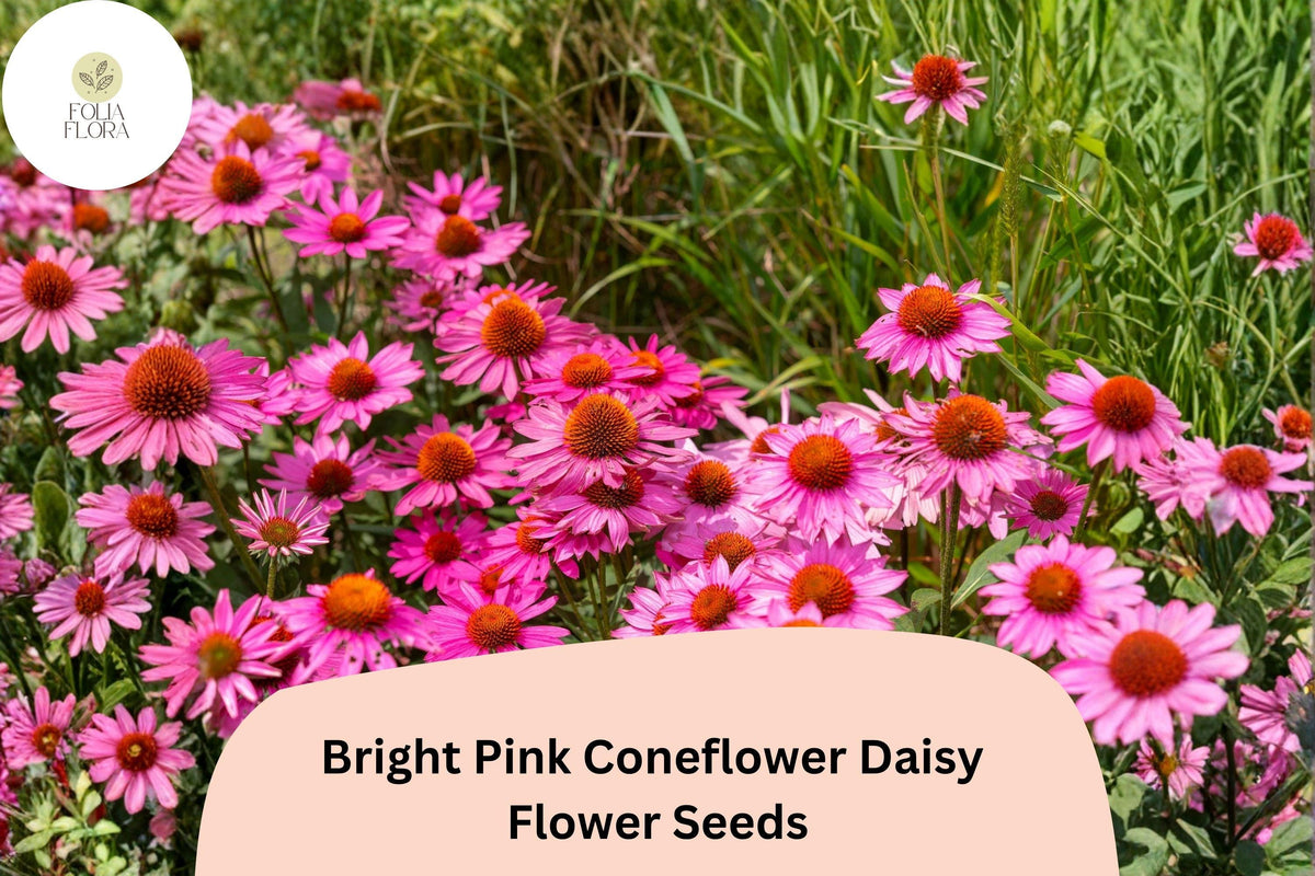 200 Bright Pink Coneflower Daisy Seeds - Echinacea purpurea Hardy Perennial for Pollinator Gardens