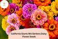 200 California Giants Gerbera Daisy Seeds - Bright Mixed Colors Flower Seeds