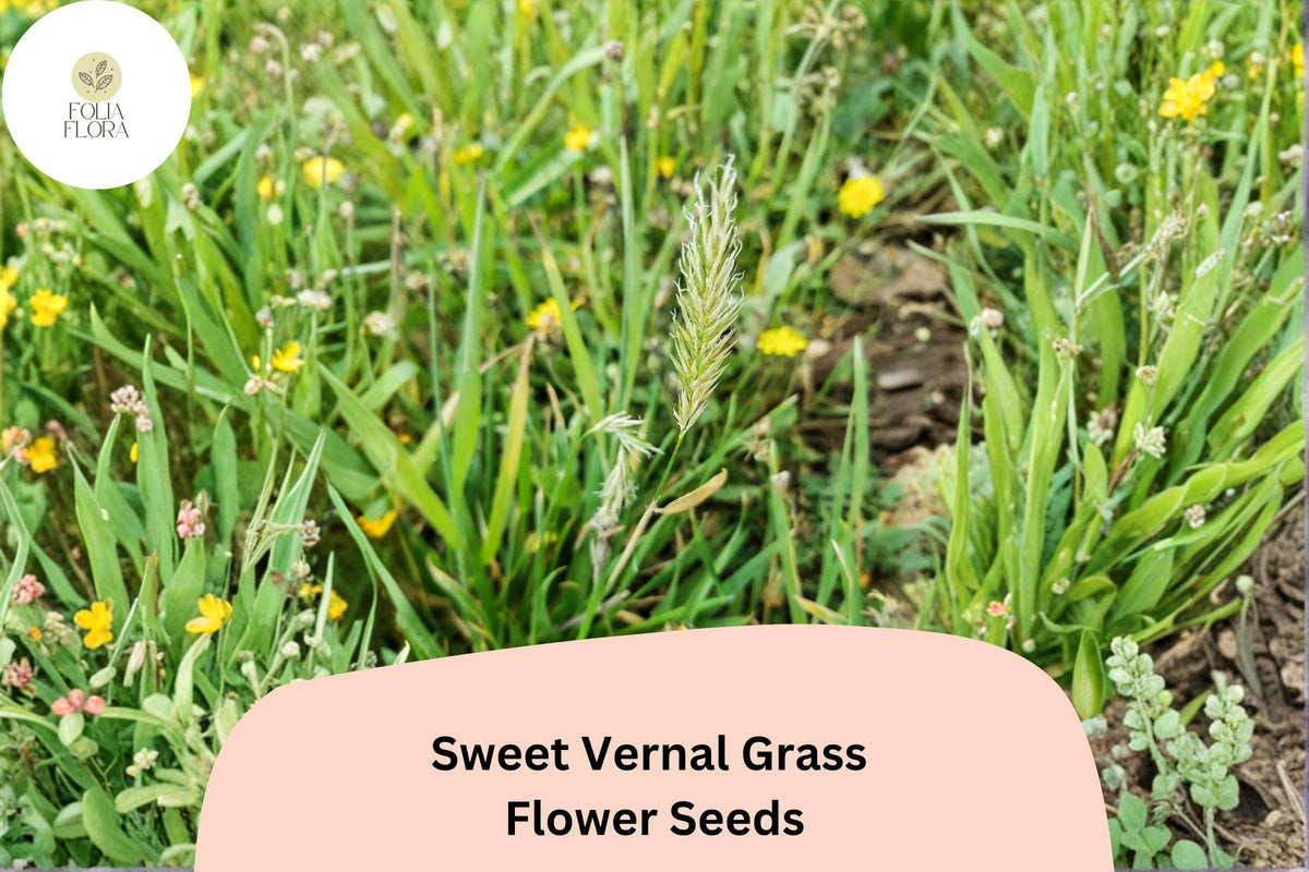300 Sweet Vernal Grass Seeds (Anthoxanthum odoratum) Fragrant Ornamental Grass for Garden or Meadow