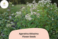 500 White Snakeroot Seeds – Ageratina altissima Native Wildflower for Pollinator & Woodland Gardens