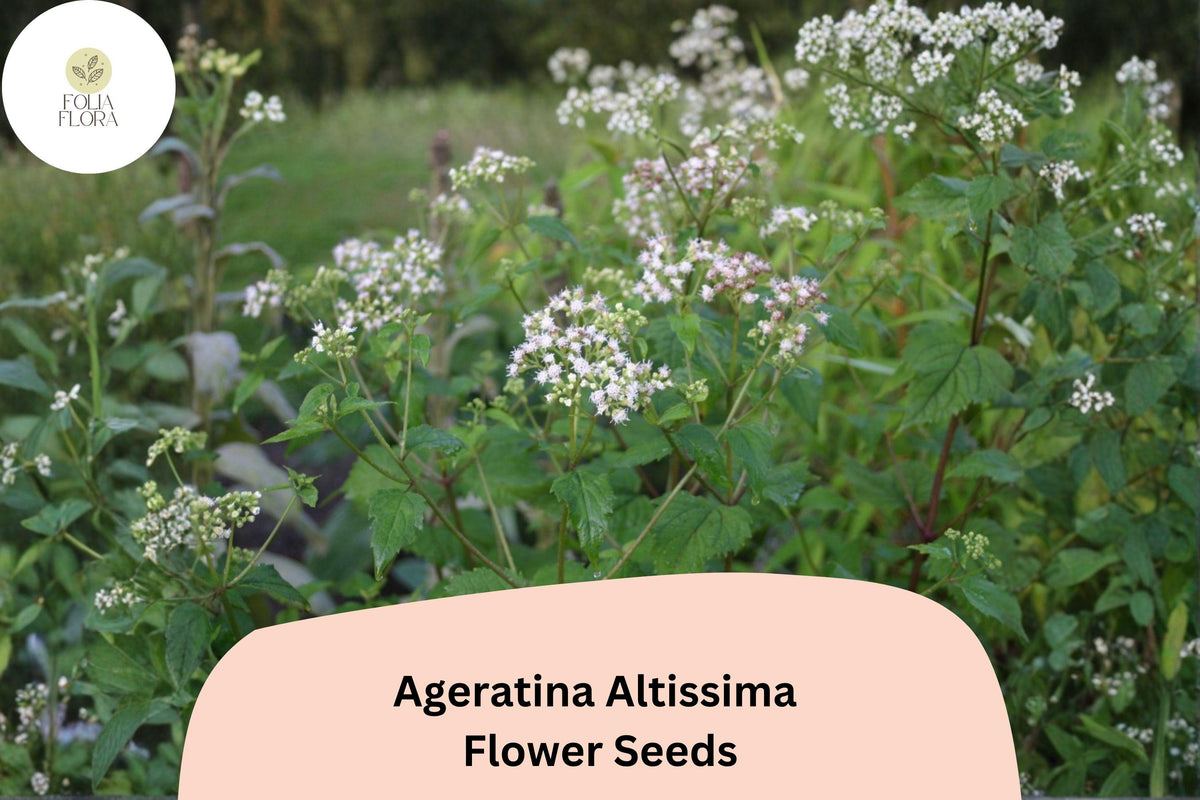500 White Snakeroot Seeds – Ageratina altissima Native Wildflower for Pollinator & Woodland Gardens
