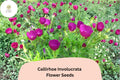 15 Callirhoe involucrata Seeds – Purple Poppy Mallow Native Groundcover Wildflower