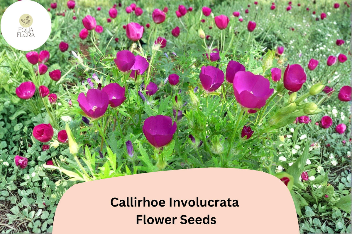 15 Callirhoe involucrata Seeds – Purple Poppy Mallow Native Groundcover Wildflower