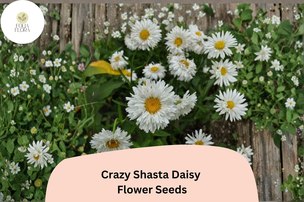 200 Crazy Shasta Daisy Seeds – White Perennial Flower Garden Blooms