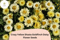 200 Yellow Shasta Daisy Seeds - Leucanthemum 'Goldfinch' Perennial Flower
