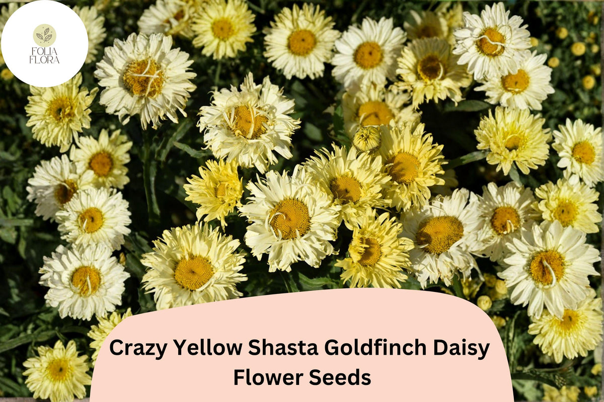 200 Yellow Shasta Daisy Seeds - Leucanthemum 'Goldfinch' Perennial Flower