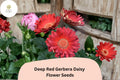 200 Deep Red Gerbera Daisy Seeds – Gerbera jamesonii Bright Cut Flower Perennial