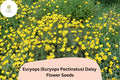 200 Euryops Daisy Seeds - Euryops pectinatus Yellow Blooms Drought-Tolerant Perennial