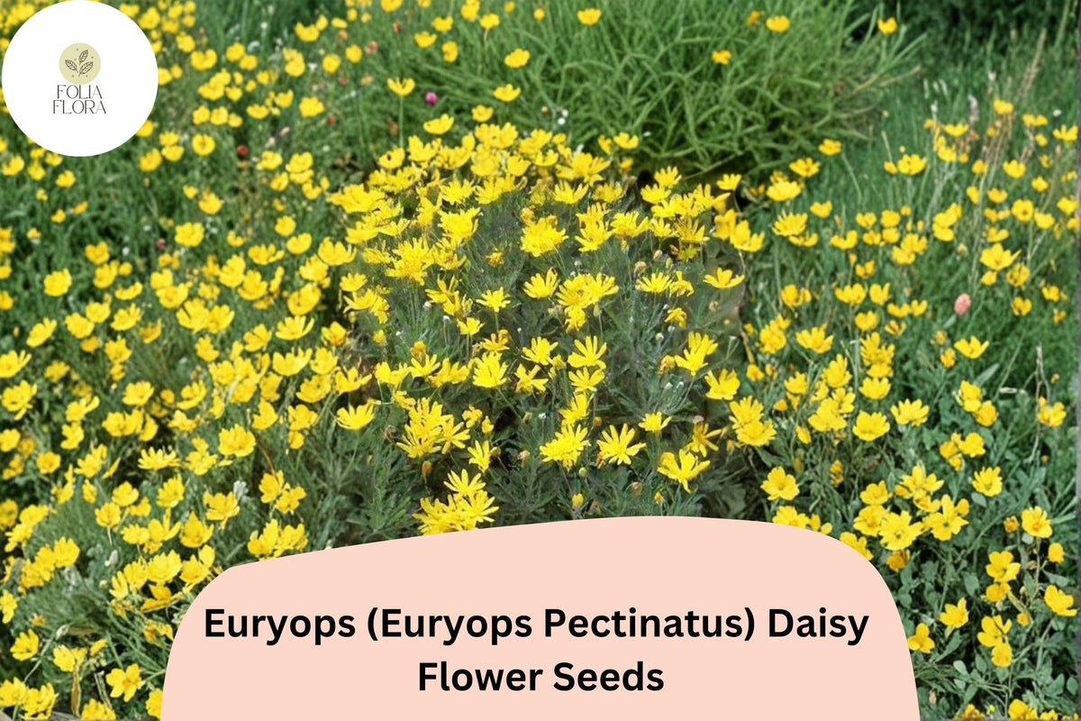 200 Euryops Daisy Seeds - Euryops pectinatus Yellow Blooms Drought-Tolerant Perennial