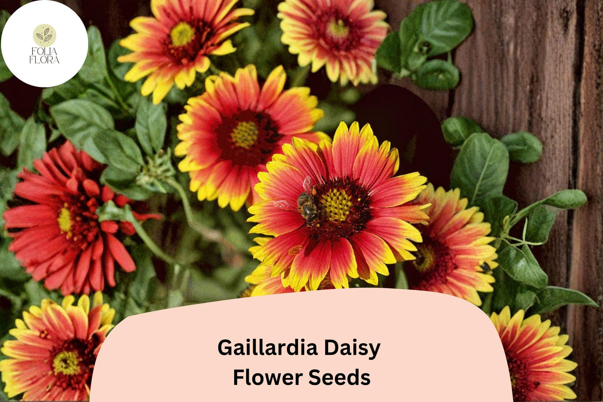 200 Gaillardia Daisy Seeds - Gaillardia pulchella Blanket Flower Red Yellow Blooms