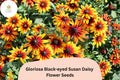 200 Gloriosa Black-Eyed Susan Daisy Seeds – Rudbeckia hirta Yellow & Red Blooms for Pollinator Gardens