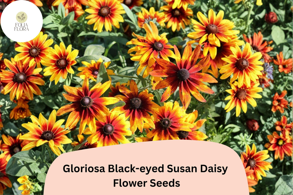 200 Gloriosa Black-Eyed Susan Daisy Seeds – Rudbeckia hirta Yellow & Red Blooms for Pollinator Gardens