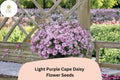 200 Light Purple Cape Daisy Seeds - African Daisy Flower for Planting